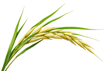 Fototapeta premium Single oat spike with green leaves isolated on transparent background