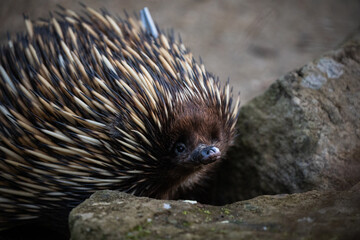 Echidna animal wild bush spikes scourage food