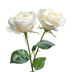 Obraz premium Two cream roses stems leaves abstract background