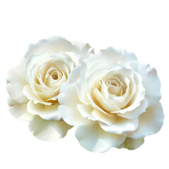 Fototapeta premium Two elegant white roses close up view soft petals delicate beauty