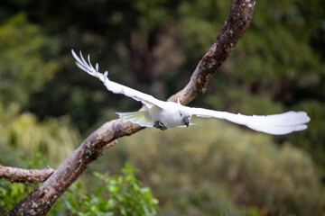 white cockatoo yellow crest wings