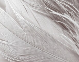 White and Grey Feather Texture Background