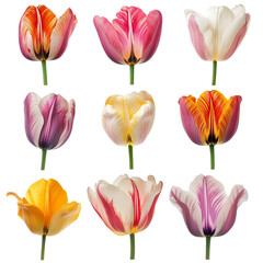 Fototapeta premium Colorful tulips arranged on a vibrant striped background a delightful floral display