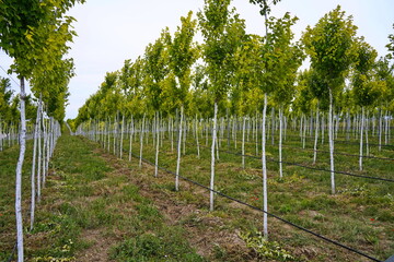 Plant nursery with various trees and shrubs in neat rows. Lush greenery, natural setting