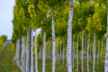 Plant nursery with various trees and shrubs in neat rows. Lush greenery, natural setting