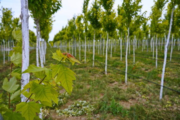 Plant nursery with various trees and shrubs in neat rows. Lush greenery, natural setting