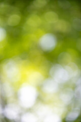 Sunny green nature green bokeh copy space vertical background.