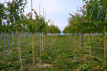 Plant nursery with various trees and shrubs in neat rows. Lush greenery, natural setting