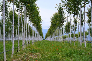Plant nursery with various trees and shrubs in neat rows. Lush greenery, natural setting