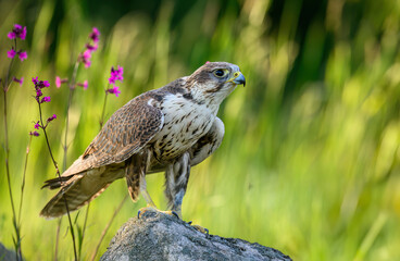 Saker falcon ( falco cherrug ) close up