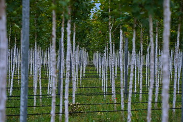 Plant nursery with various trees and shrubs in neat rows. Lush greenery, natural setting