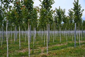 Plant nursery with various trees and shrubs in neat rows. Lush greenery, natural setting