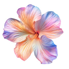 Fototapeta premium Pastel Hibiscus Flower Artistic Design Colorful Petals Nature Bloom