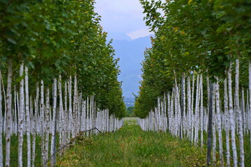 Plant nursery with various trees and shrubs in neat rows. Lush greenery, natural setting