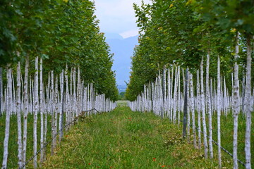 Plant nursery with various trees and shrubs in neat rows. Lush greenery, natural setting