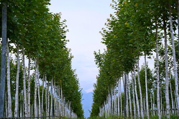 Fototapeta premium Plant nursery with various trees and shrubs in neat rows. Lush greenery, natural setting