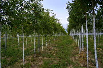 Plant nursery with various trees and shrubs in neat rows. Lush greenery, natural setting