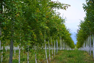 Plant nursery with various trees and shrubs in neat rows. Lush greenery, natural setting