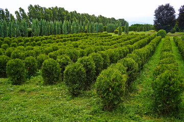 Plant nursery with various trees and shrubs in neat rows. Lush greenery, natural setting