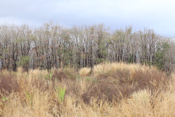 Sparse Forest Landscape with Bare Trees and Dry Grass Under Cloudy Sky, Depicting a Transition from...