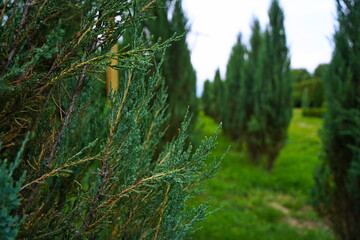Plant nursery with various trees and shrubs in neat rows. Lush greenery, natural setting