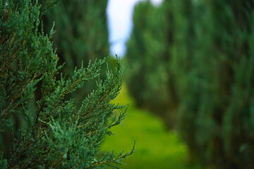 Plant nursery with various trees and shrubs in neat rows. Lush greenery, natural setting