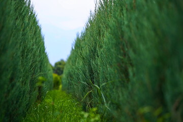 Plant nursery with various trees and shrubs in neat rows. Lush greenery, natural setting
