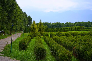 Plant nursery with various trees and shrubs in neat rows. Lush greenery, natural setting