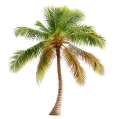 Lush green palm tree on white background with colorful lines