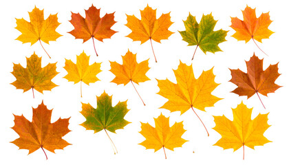Fototapeta premium Assorted maple leaves displaying autumnal hues, ranging from vibrant yellow to deep orange