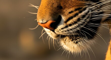 Obraz premium Tiger's Whisker Close-Up: Feline Elegance
