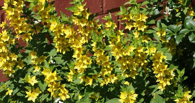 Lysimachia punctata | Yellow loosestrife -  Whorled loosestrife - Garden loosestrife. Clump forming of golden yellow flowers in spikes on erect stems with light green serrated leaves