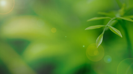 Nature of green leaf in garden at summer , Green leaves plants using as spring background cover page greenery environment ecology lime green wallpaper