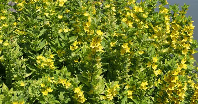 (Lysimachia punctata) Yellow loosestrife with erect panicles of yellow flowers bowl-shaped tinged with red at heart surrounded by simple grouped green ovate and serrated leaves
