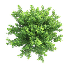 Obraz premium Lush green shrubbery viewed from above vibrant abstract background