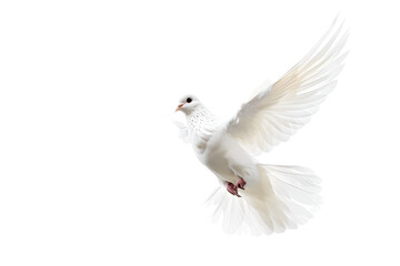 Obraz premium flying white dove isolated on a transparent 