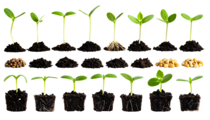 Germinating Seedlings Displaying Root Systems and Early Leaf Development in Soil