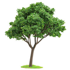 Obraz premium Lush green tree isolated on vibrant striped background nature design element