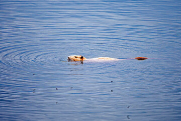 red albino nutria spitting in a lake. Environmental protection