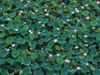 Aerial view of lotus flower blooming in summer pond with green leaves as background