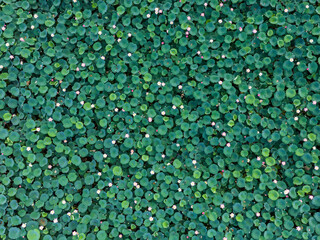 Aerial view of lotus flower blooming in summer pond with green leaves as background