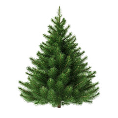 A lush green Christmas tree on a white background ready for decorating