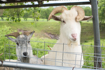 Two Curious Goats Behind Fence