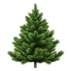 Lush green pine tree isolated on white background colorful stripes visible in the background