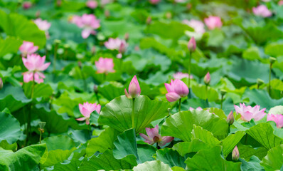 lotus flower blooming in summer pond with green leaves as background