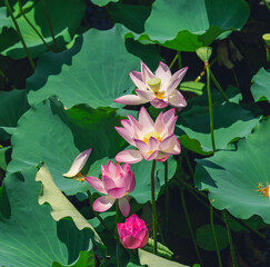 lotus flower blooming in summer pond with green leaves as background