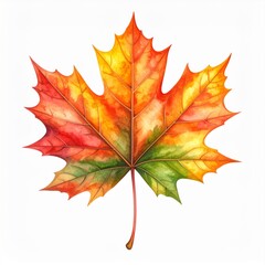 Obraz premium Watercolor Painting of a Colorful Autumn Maple Leaf
