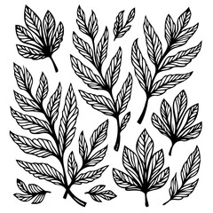 Botanical illustration: Decorative leaf elements, line art for artistic expression