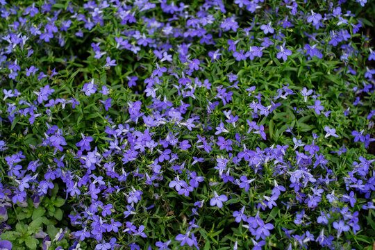 Beautiful  blooming blue flowers, Trailing Lobelia, Sapphire flowers (or Edging Lobelia, Garden Lobelia). Latin name Lobelia Erinus.