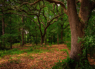 A peaceful wooded scene featuring mature oak trees with twisting limbs and a leaf-covered forest floor, captured in Milton, Florida on a calm day in the southern United States.